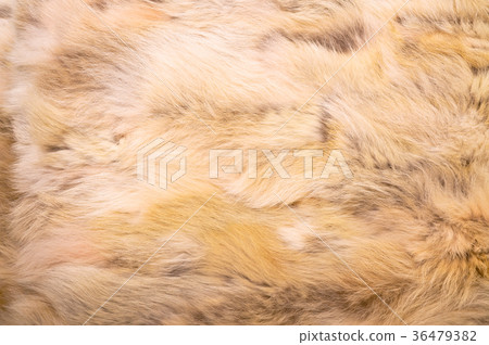 Natural fur texture Natural fur texture 36479382