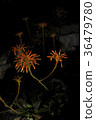 Mysterious Red Flowers Growing In The Dark 36479780
