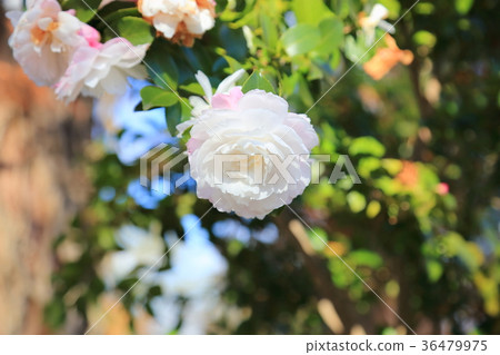 Sasanqua花 36479975