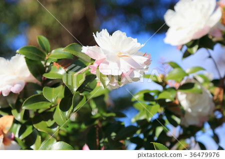 Sasanqua花 Sasanqua花 36479976