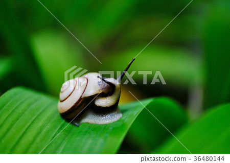 snails snails 36480144