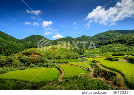 Rice terrace of Kasuga @ Hirado City, Nagasaki prefecture 36480224