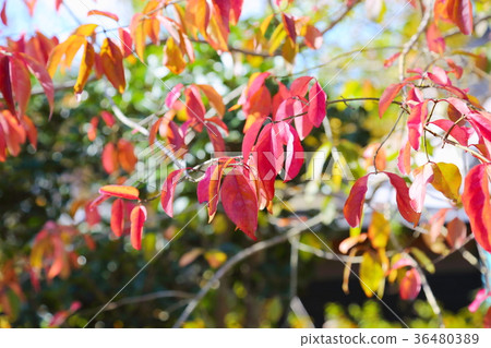 Mayumi autumn leaves 36480389