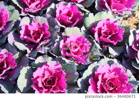 哈伯坦花 哈伯坦花 36480671