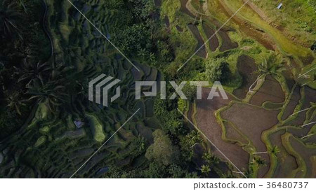 green rice terrace in bali indonesia 36480737