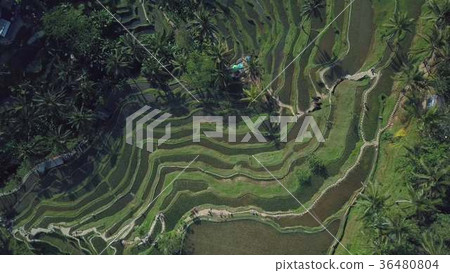green rice terrace in bali indonesia 36480804