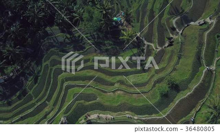 green rice terrace in bali indonesia green rice terrace in bali indonesia 36480805