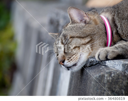 A cat to take a nap A cat to take a nap 36480819