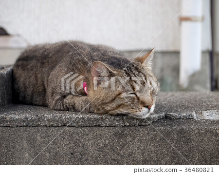 A cat to take a nap A cat to take a nap 36480821