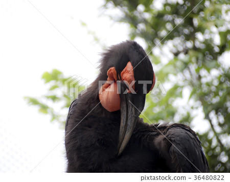 南方犀鳥 南方犀鳥 36480822