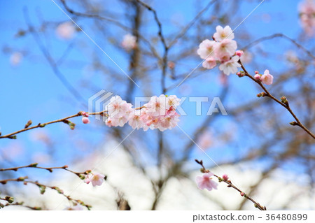 Fresh flowers 36480899