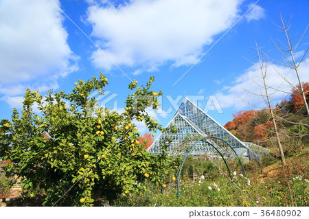 Fruit of lemon 36480902