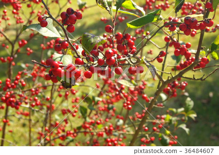 Ume-do-ki(Ume-do)有色 Ume-do-ki(Ume-do)有色 36484607
