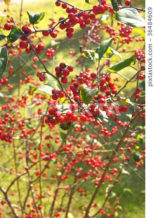 Ume-do-ki(Ume-do)有色 Ume-do-ki(Ume-do)有色 36484609