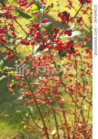 Ume-do-ki（Ume-do）有色 36484610