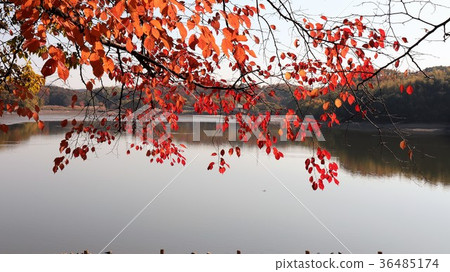 Autumn leaves "Sakura Leaves & Yamadaike" Hirakata City, Osaka Prefecture 36485174