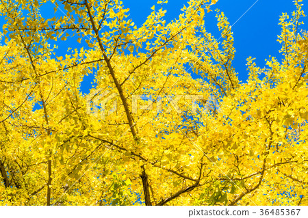 Blue sky and ginkgo biloba Blue sky and ginkgo biloba 36485367