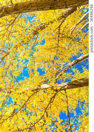 Blue sky and ginkgo biloba 36486298