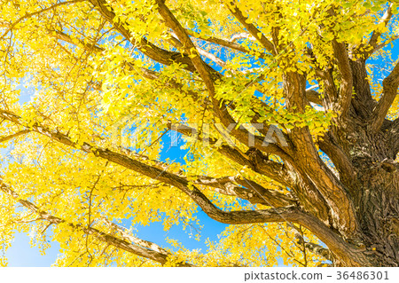 Blue sky and ginkgo biloba 36486301