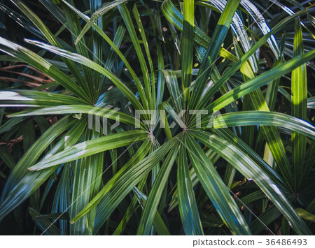 Green leaf in garden. Green leaf in garden. 36486493
