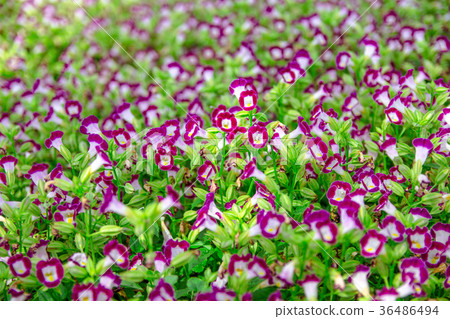 Colorful Torenia fournieri. Colorful Torenia fournieri. 36486494