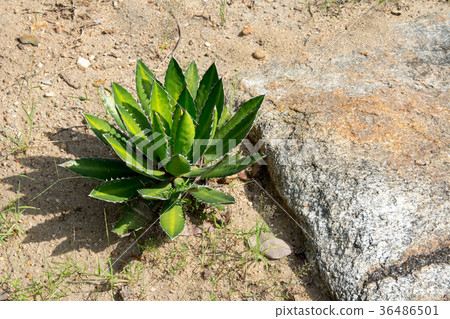 Queen Victoria agave in the garden. Queen Victoria agave in the garden. 36486501