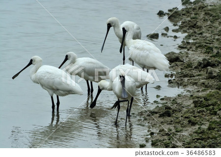 Miyakojima / wild bird of tideland Miyakojima / wild bird of tideland 36486583