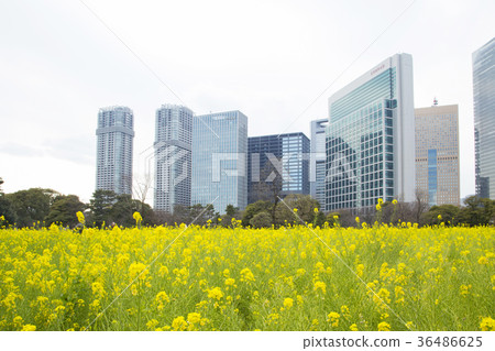 Hama Rikyu皇家庭院Nanohana農田 36486625