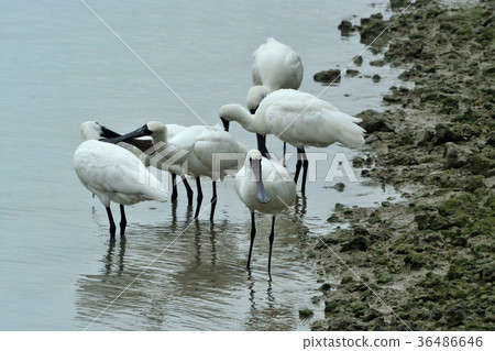 宮古島/野生鳥類的潮汐 宮古島/野生鳥類的潮汐 36486646