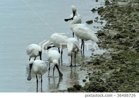 宮古島/野生鳥類的潮汐 36486726