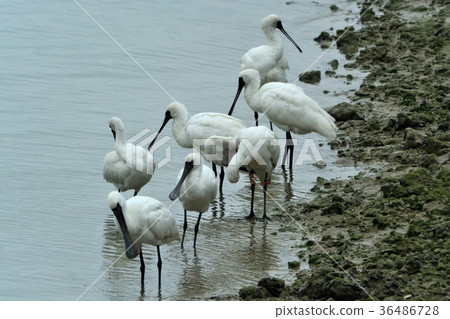 宮古島/野生鳥類的潮汐 36486728