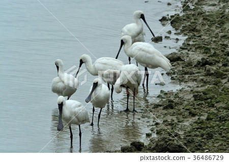 宮古島/野生鳥類的潮汐 36486729