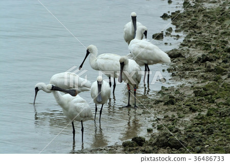 Miyakojima / wild bird of tideland Miyakojima / wild bird of tideland 36486733