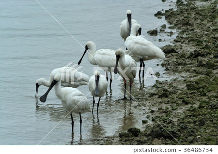 Miyakojima / wild bird of tideland Miyakojima / wild bird of tideland 36486734