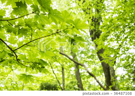 Fresh green of maple maple in Ofuna Kurodake landscape forest Fresh green of maple maple in Ofuna Kurodake landscape forest 36487108