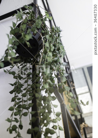 Green hanging plant pots display on shelve Green hanging plant pots display on shelve 36487330