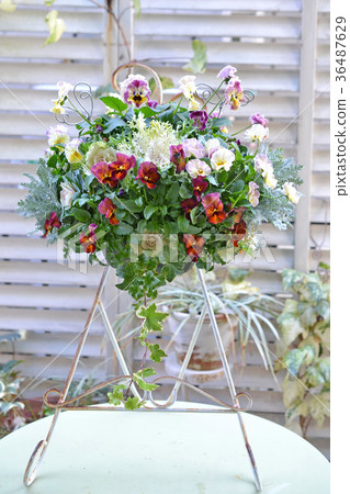 Hanging pansy and ha button 36487629