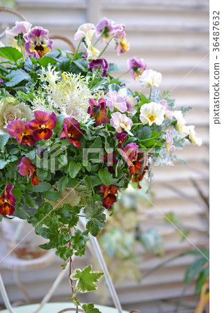 Hanging pansy and ha button 36487632