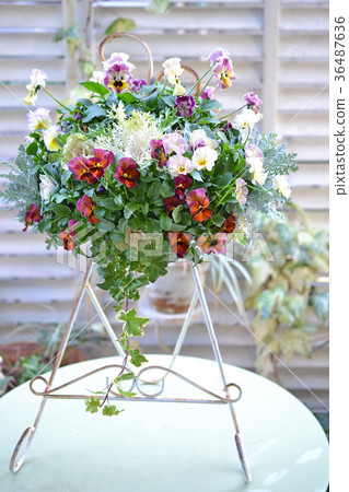 掛三色堇和哈按鈕 掛三色堇和哈按鈕 36487636