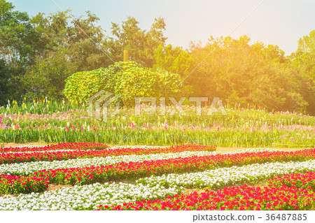A field of cosmos with Mountain in the background A field of cosmos with Mountain in the background 36487885