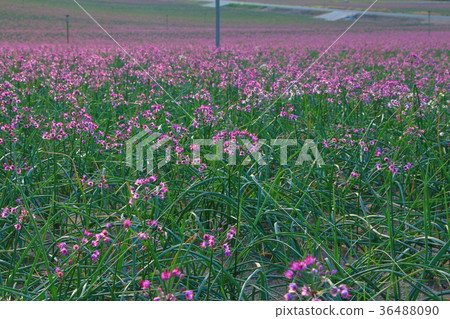 Rakucho field 36488090