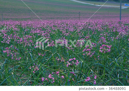 Rakucho field 36488091