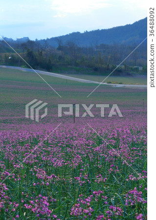 Rakucho field 36488092