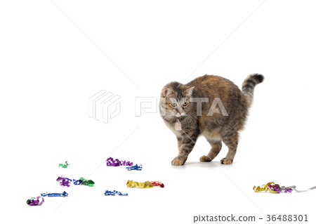 Party Cat Party Cat 36488301