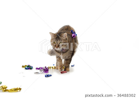 Party Cat Party Cat 36488302