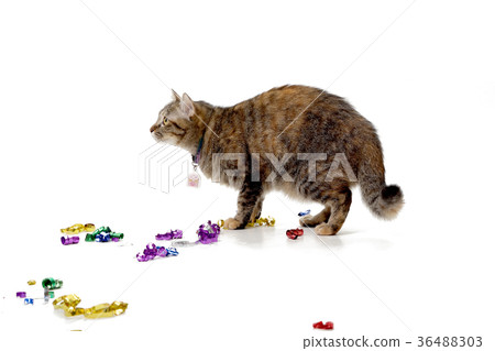 Party Cat Party Cat 36488303