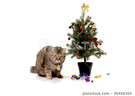 Party Cat Party Cat 36488304