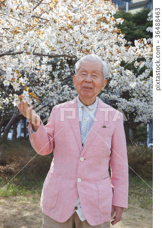 Cherry blossom senior 36488463