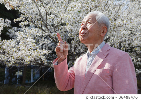 櫻花高級 36488470