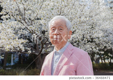 櫻花高級 36488471